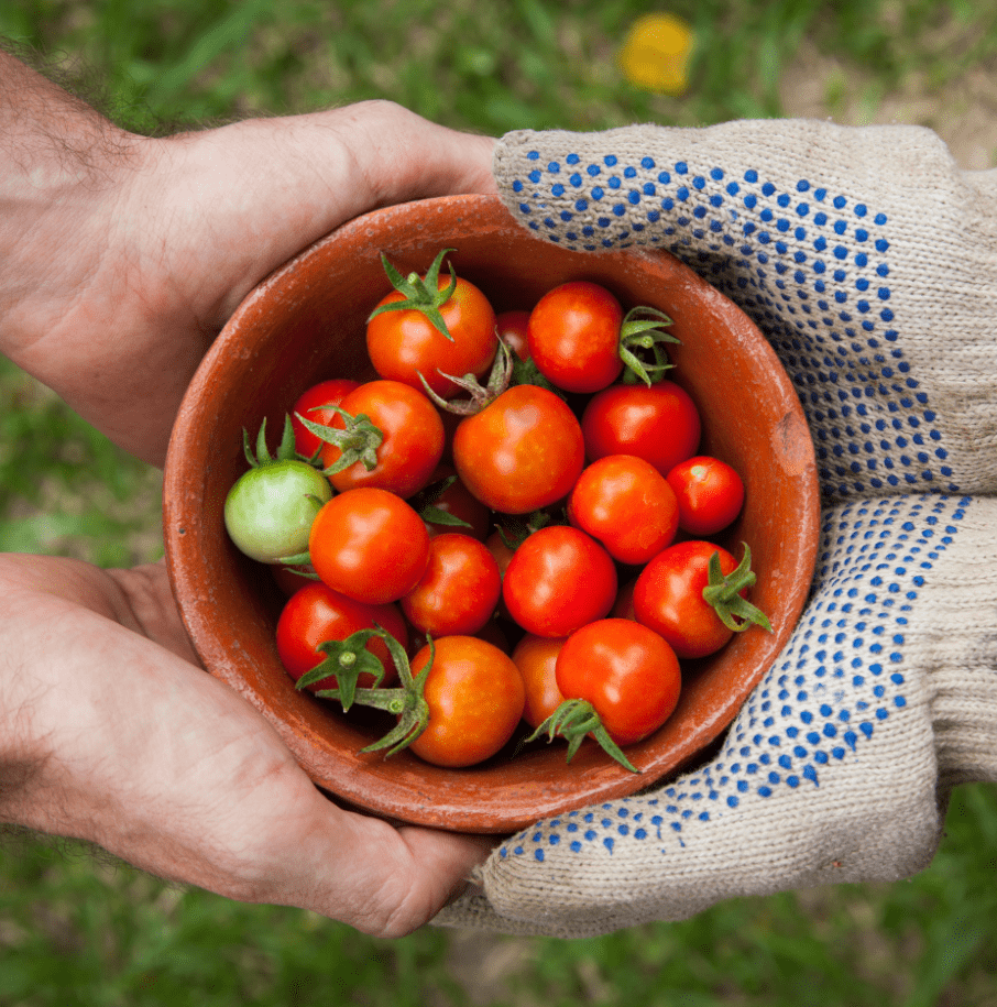 Ecocesta - Tomates