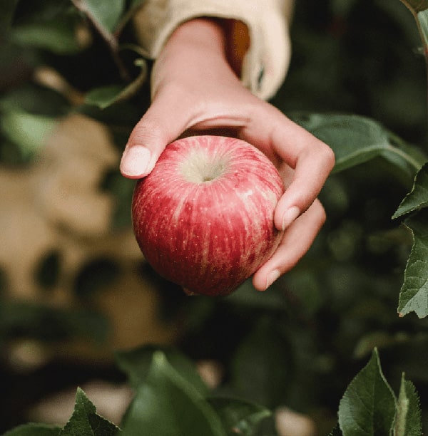 Ecocesta Manzana